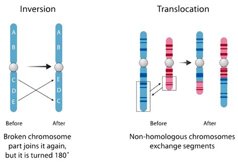 Gene Fusion: What is Gene Fusion + Fusion Detection [Updated]