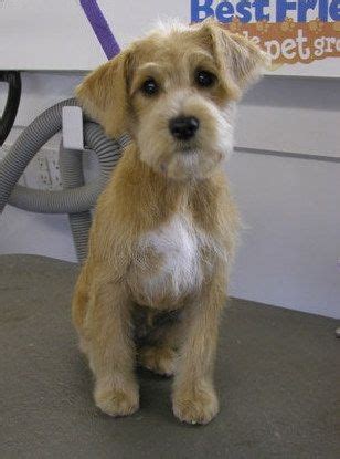 Schnoodle Hair Cuts | Schnoodle Haircuts | my loving schnoodle aspen | Pinterest | Summer, Too ...