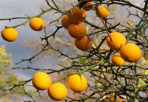 Citrus varieties, key examples to understand which to grow