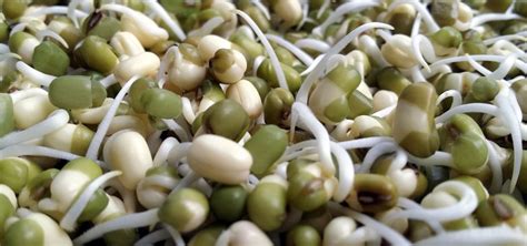 How to Sprout Beans, Grains and Seeds - Zero-Waste Chef