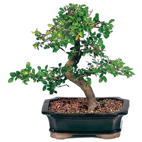 Chinese Elm Bonsai Care