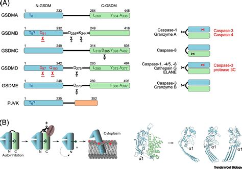 Punching Holes in Cellular Membranes: Biology and Evolution of ...