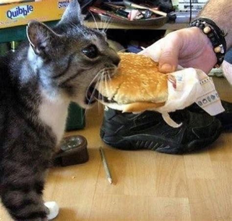 A Cat Has-ing a Cheezburger | Cheezburger | Know Your Meme