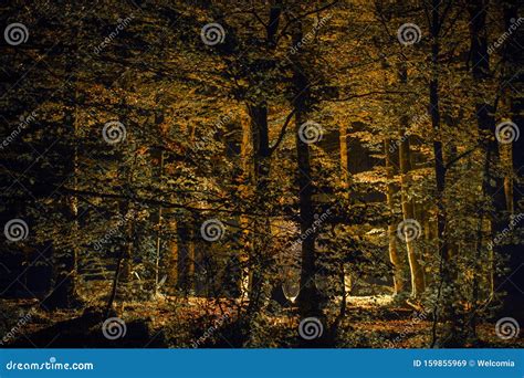 Scenic Fall Forest at Night Stock Image - Image of fall, scenery: 159855969