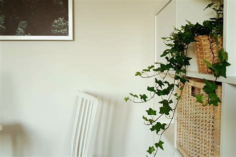 A Detailed Guide on How to Take Care of an Ivy Plant Indoors