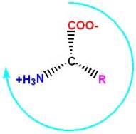 Stereochemistry of Amino Acids - Chemistry LibreTexts