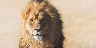 Lion Habitat Loss and Fragmentation: Implications for Survival