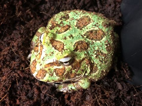 Ceratophrys ornata: ARGENTINE HORNED FROG | Phelsuma Farm