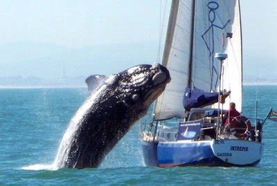 Killer Whale Trashes Sailboat | PageStat Blog