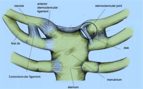 Pictures Of Capsular Ligament Of The Sternoclavicular Joint