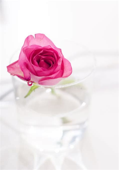 Pink rose in water stock image. Image of shallow, types - 50411377