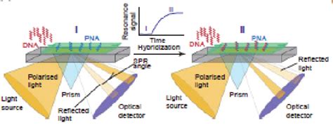 Principle of Surface Plasmon Resonance Spectroscopy, a label-free ...