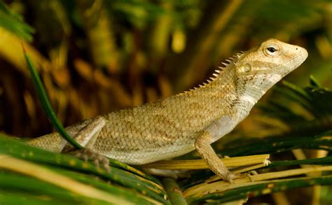 Common Indian Chameleon | Chameleon, Animals, Indian