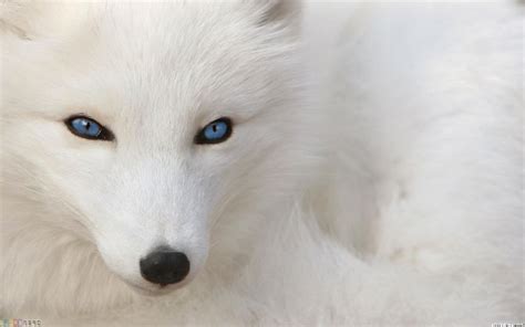 The long journey of the WhiteFox • deskthority