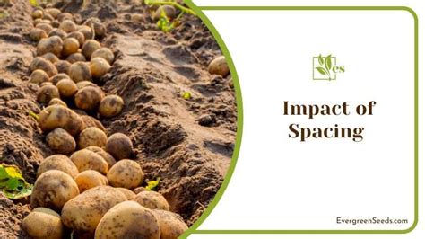 Potato Spacing: The Right Way to Do it and Key Requirements - Evergreen Seeds