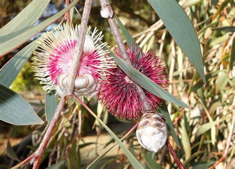 Grow Guide: Hakea Laurina (Pincushion Hakea) | Ultimate Backyard