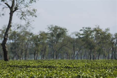 Assam tea plantation | Smithsonian Photo Contest | Smithsonian Magazine