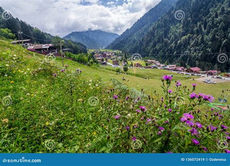 Landscape View of Ayder Plateau in Rize,Turkey Stock Image - Image of ...