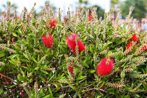 Bottlebrush Plants: Everything For Planting And Caring For Callistemon ...