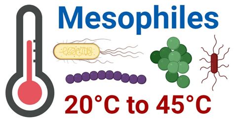 Mesophiles: Definition, Habitat, Examples, Advantages