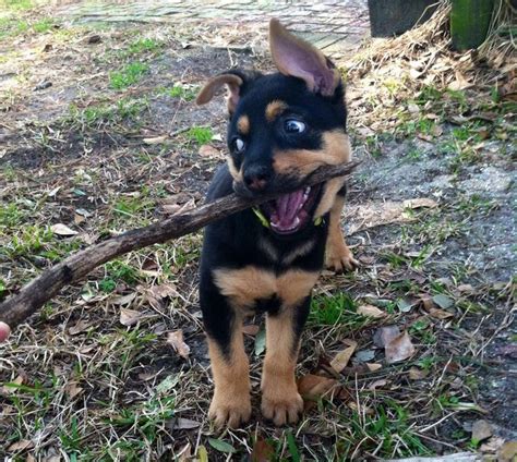 German Shepherd Rottweiler Mix – breed info, characteristics and ...