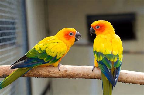 Best Talking Birds