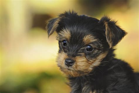 Search No More - We Have Yorkshire Terrier Puppies! - Furry Babies