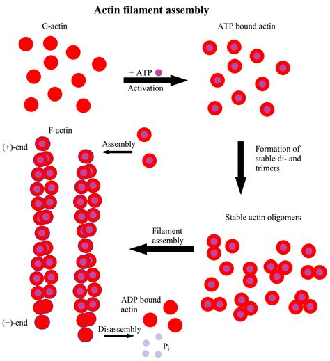 Cells | Free Full-Text | The Cytoskeleton—A Complex Interacting Meshwork | HTML