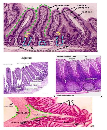 Duodenum Jejunum Ileum Cat