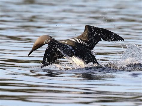 Arctic Loon Bird Facts (Gavia arctica) | Bird Fact