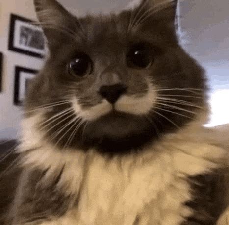 Hipstercat GIFs - Find & Share on GIPHY