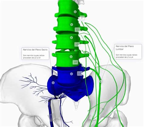 Plexo Sacro | Biology - Quizizz