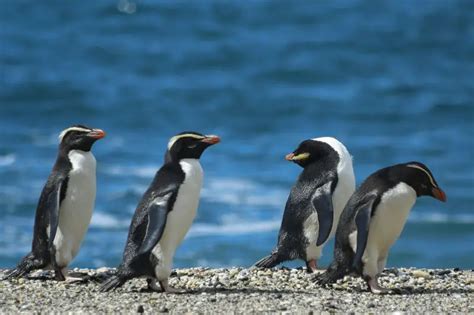 12 Fascinating Facts About Fiordland Penguins [#4 is Hard to Believe ...