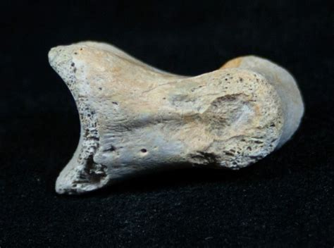 Theropod (Raptor) Toe Bone - Two Medicine Formation (#3838) For Sale - FossilEra.com