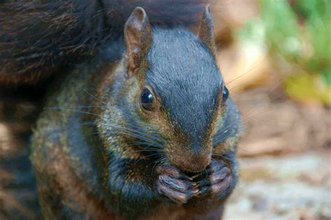 Are Squirrels Dangerous? Do Squirrels Bite? | Fantastic Pest Control