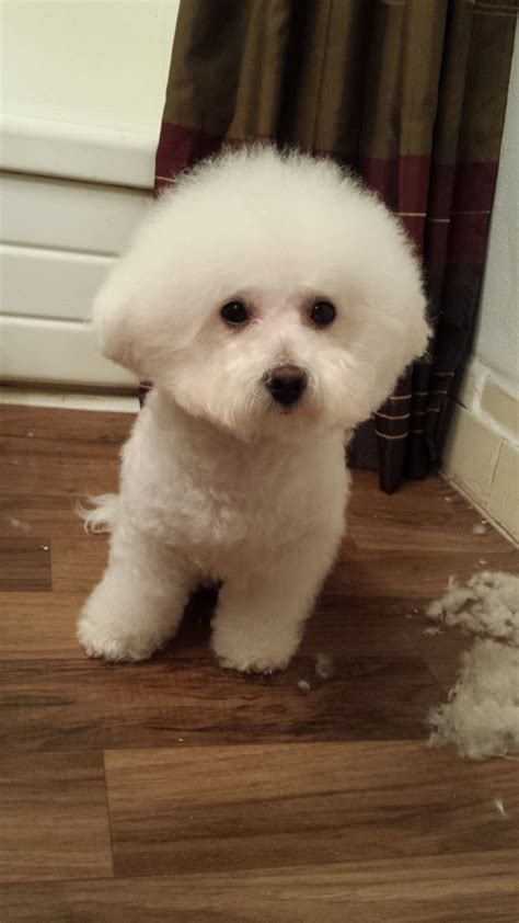 Grooming Your Bichon Frise - PetHelpful