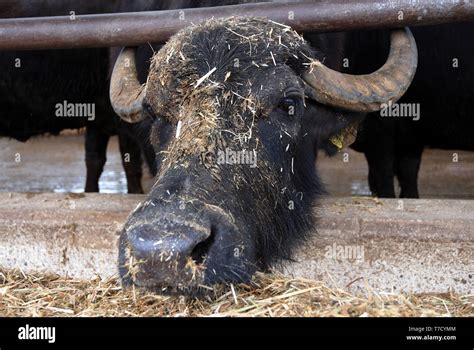 italian mediterranean buffalo feeds by extending its head over the ...