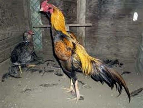 Mengenal varietas ayam lokal Indonesia (3) | Ayam, Indonesia, Hewan