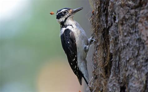 Hairy Woodpecker | Audubon Field Guide