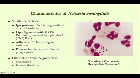 Neisseria Meningitidis Infection