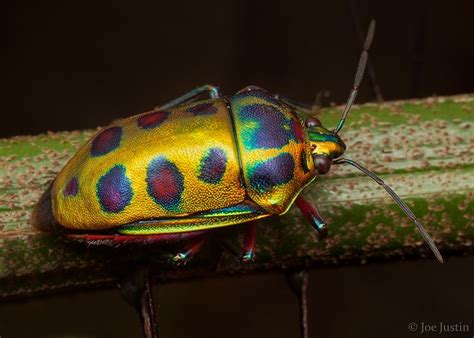 Colorful beetle | Beautiful wallpapers, Color, Beetle