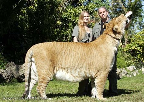 liger vs polar bear | The World of Animals