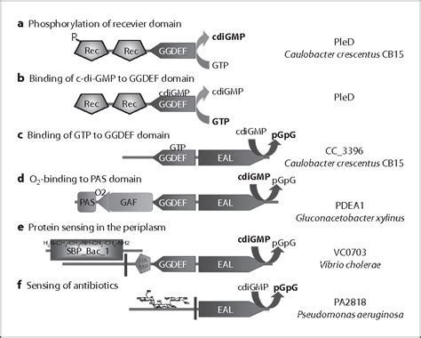 Figure 2 from Prevailing concepts of c-di-GMP signaling. | Semantic Scholar