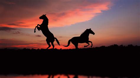 horse, silhouette, sunset, 4k, HD Wallpaper | Rare Gallery