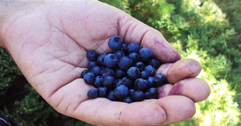 UN PARAÍSO EN CASA: CULTIVO DEL ARÁNDANO