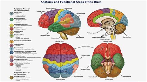 Brain region function in Neurofeedback training organization