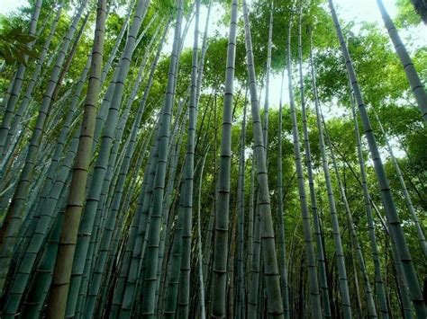 Bamboo Farming Project Report, Cost and Profit Details | Agri Farming