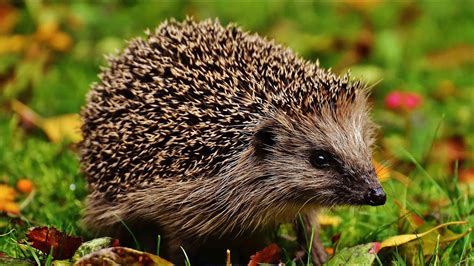 Where to see hedgehogs in the UK | Wild Britain - YouTube