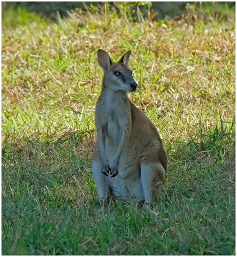 Agile Wallaby - Fogg Dam Conservation Reserve, Middle Poin… | Flickr