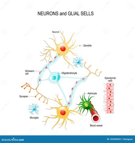 Neuroglia De Las Neuronas Y De Las Células Glial En Oligodendrocyte Del Cerebro, Microglia ...